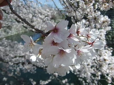 駿府城の桜（2016年撮影）