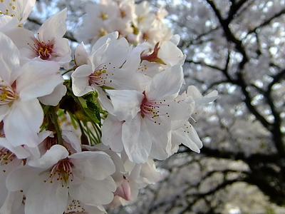 花粉症で大変な季節ですね