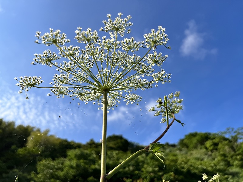 青空と白い当帰の花