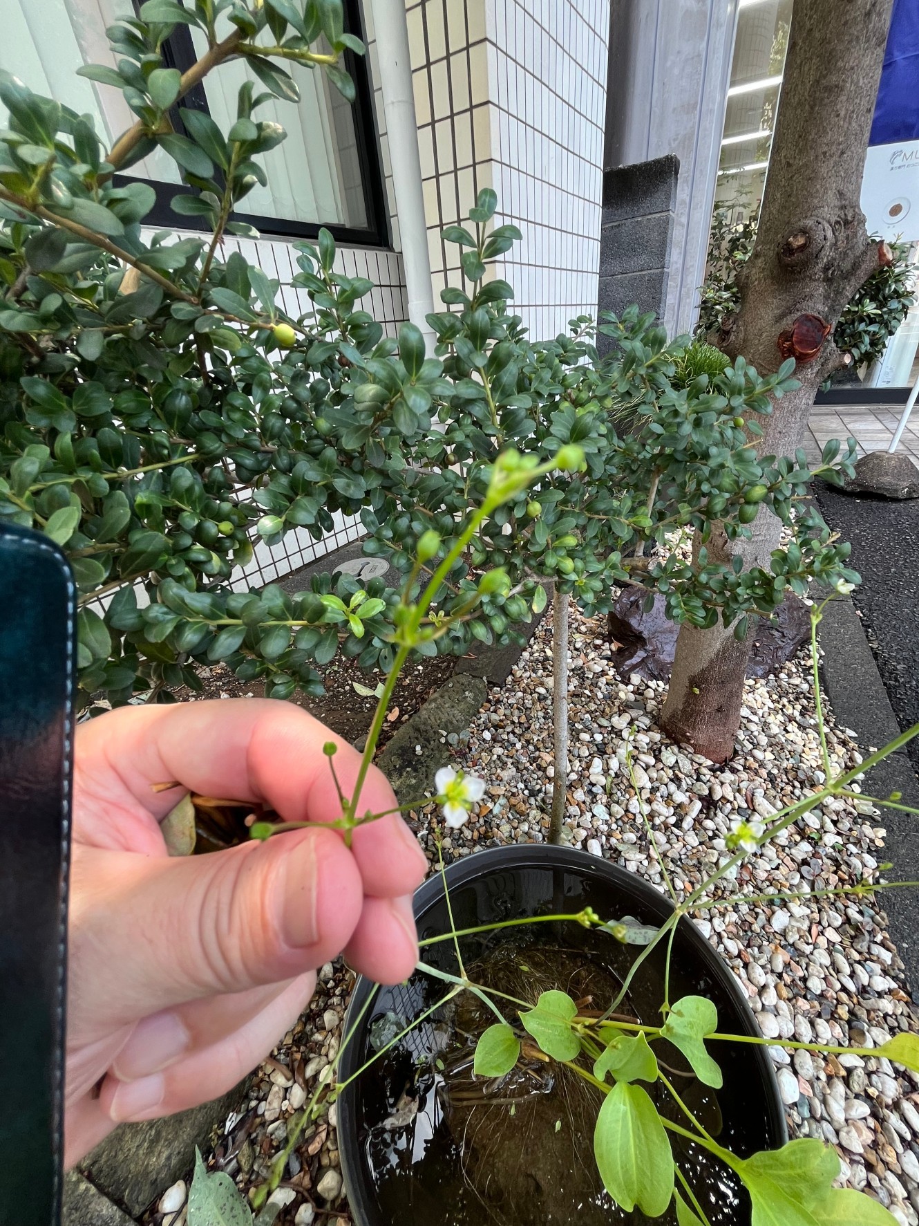 沢瀉の花