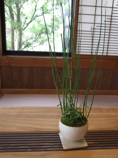 鉢植え