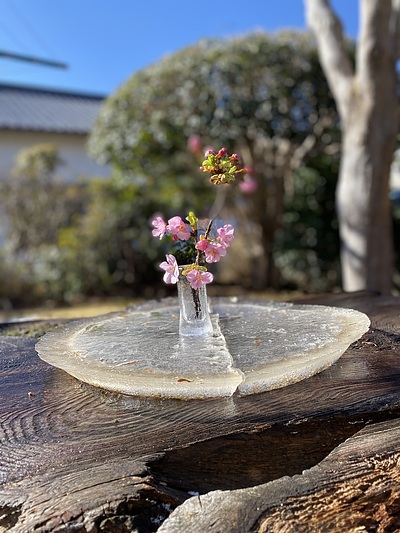 氷に河津桜を生ける　男のいけばな　