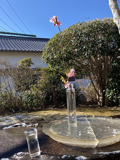 ガラスの器に河津桜　凍った朝に生ける花　男のいけばな