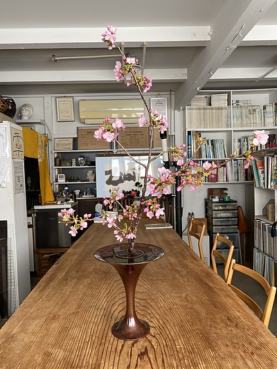 河津桜を生ける　男のいけばな　花いけようぜ