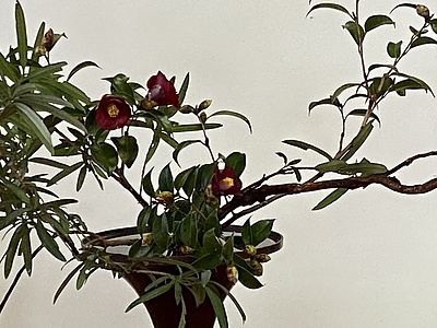 椿と槙　なげいれ　男のいけばな