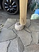 玄関ポーチの柱の修理