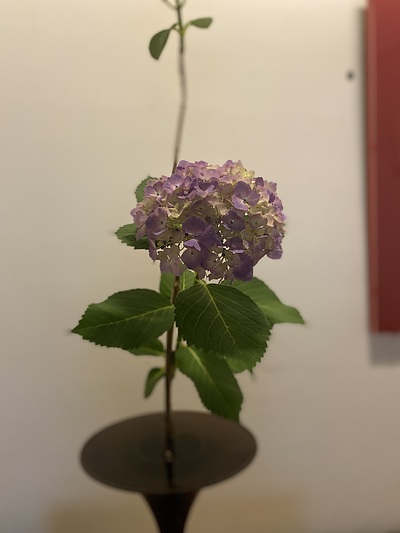 紫陽花を生ける　男のいけばな