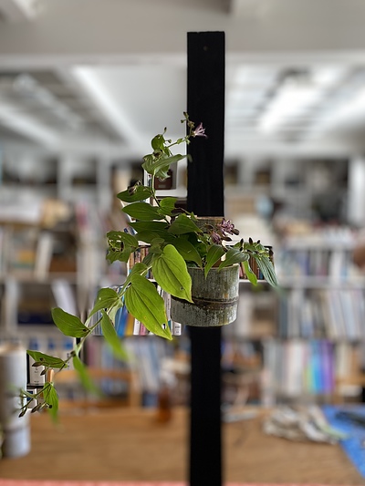 掛け花　生け花　ホトトギス