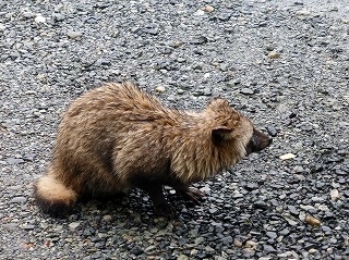 会社に現れたタヌキ