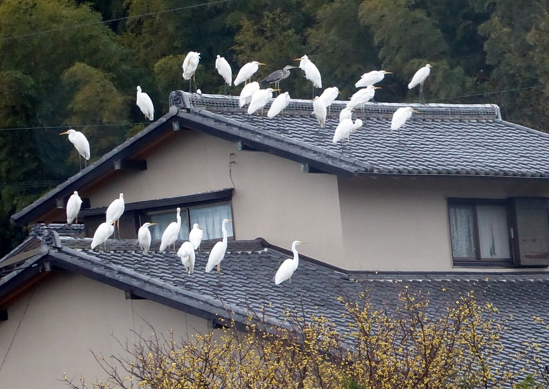 屋根の上にもたくさん