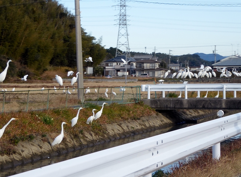 白鷺がたくさん