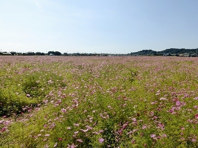 広大なコスモスの畑