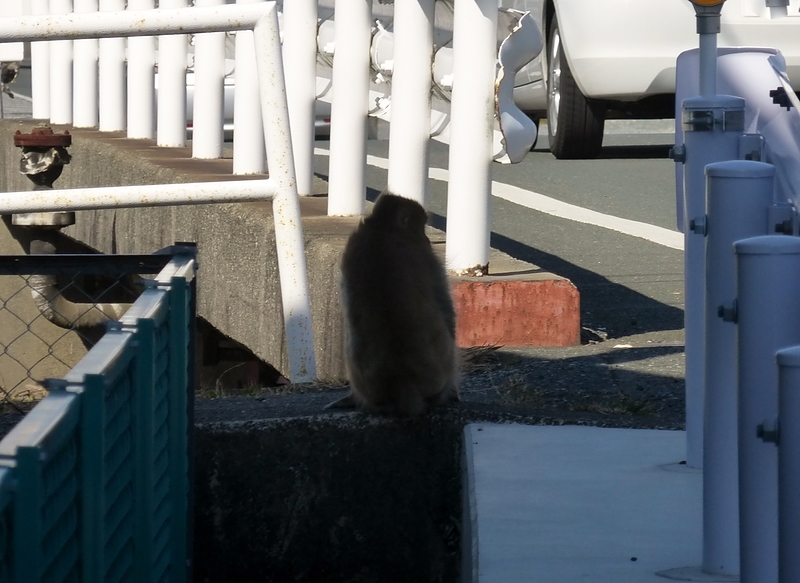 我社に現れた猿