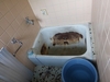 大変な浴槽入れ替えなどの浴室リフォーム　浜松市東区