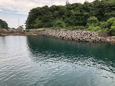 少し遅いけど秋イカ