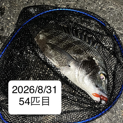 チヌ・キビレ100釣ろうチャレンジ進捗