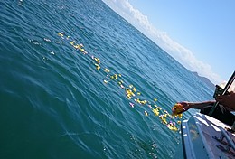 代行海洋散骨