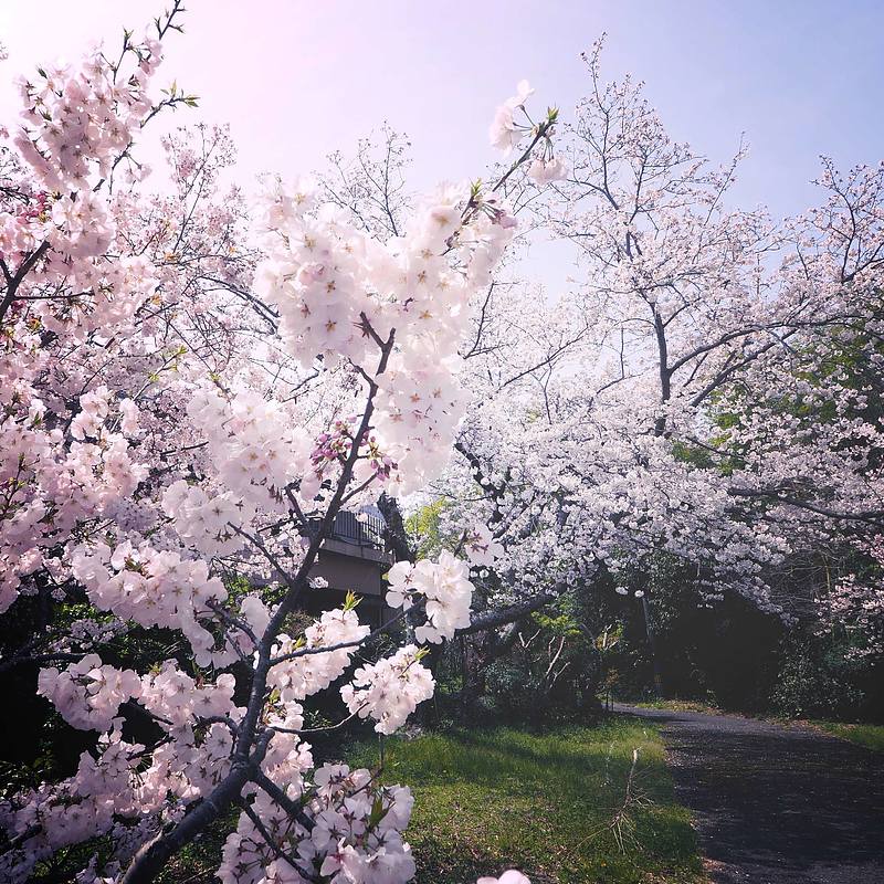 満開の桜