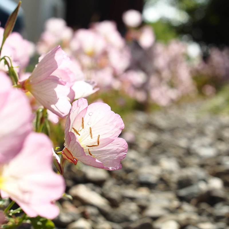 事務所敷地の花　Ota建築設計