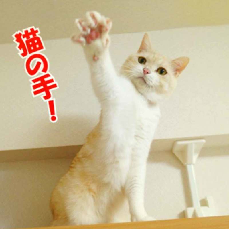 ねこの手　Ota建築設計