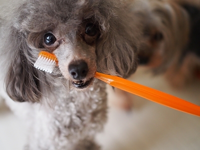 愛犬の歯石が気になるんですが・・・