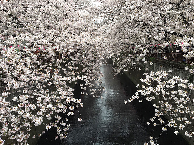 桜