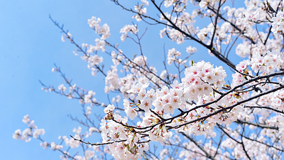 春の不調を癒すアロマテラピー5つの方法