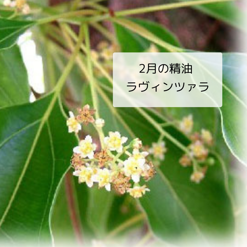 マダガスカル語で「体にいい葉」を意味する万能薬