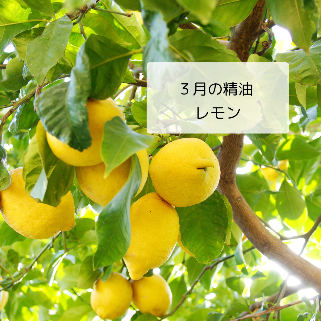 古代エジプトでは毒消しに使用され虫除け虫刺されに