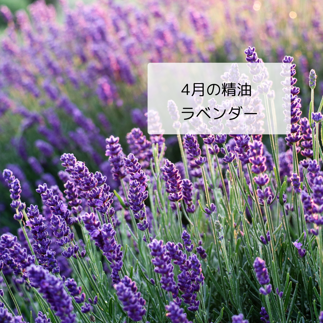 ラベンダー　癒しと感情を開放させることが得意