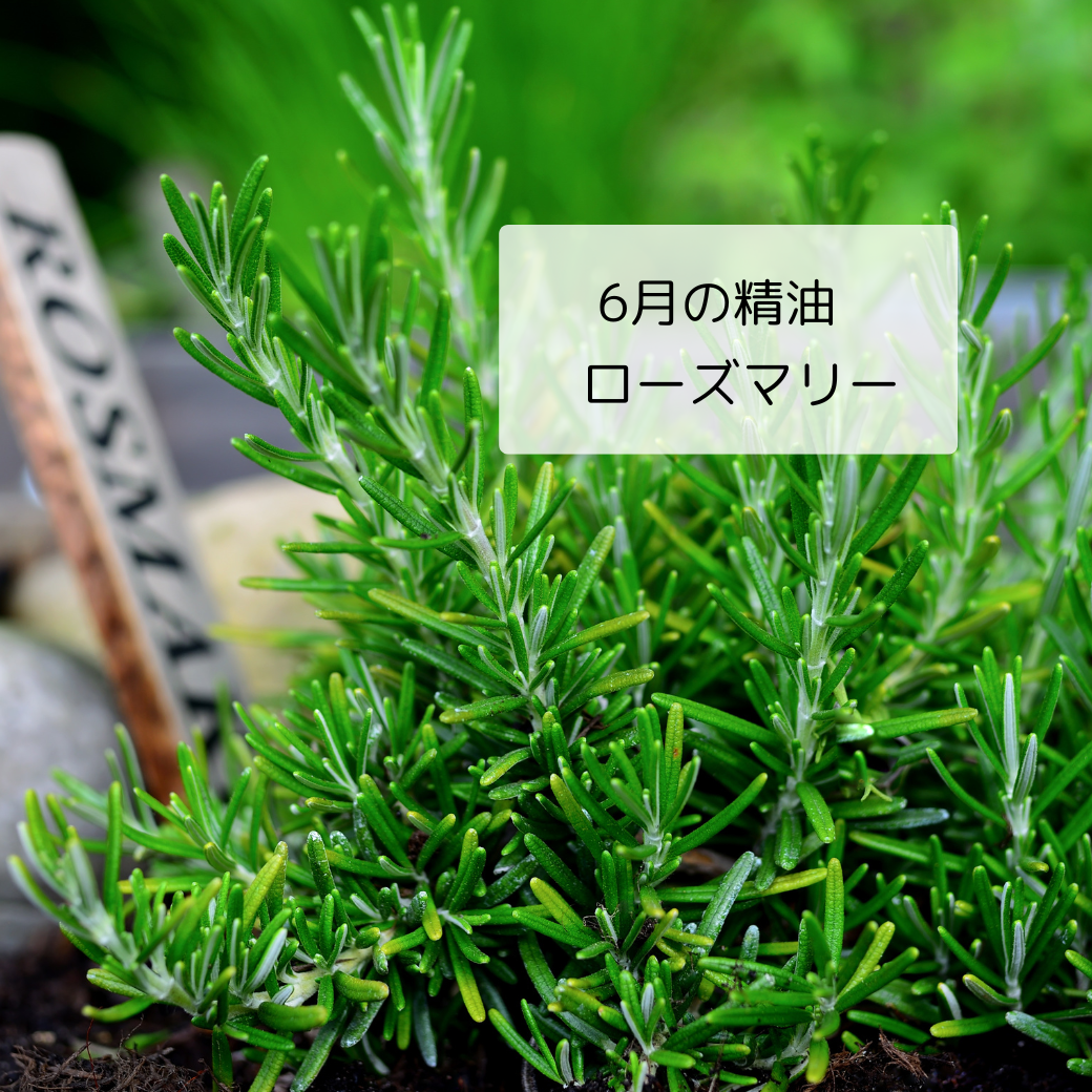 ハンガリー女王がローズマリー水で美貌を取り戻した