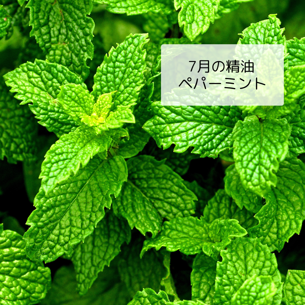 蒸し暑い夏に清涼感をもたらすペパーミントは大活躍