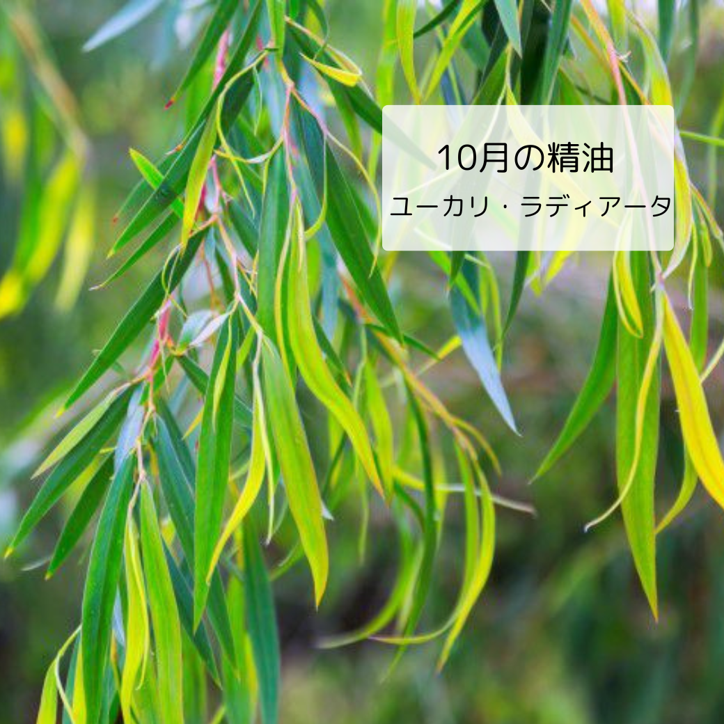 わずかに甘みがあり優しく穏やかな清涼感のある香り