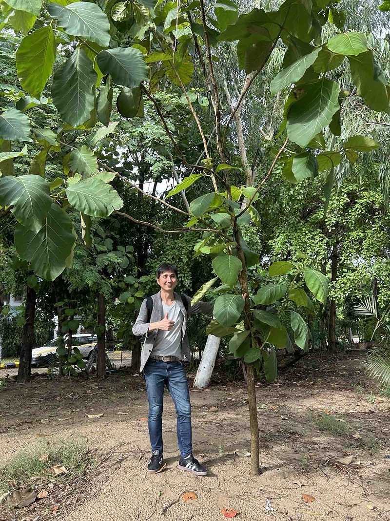 2年前植林したチーク