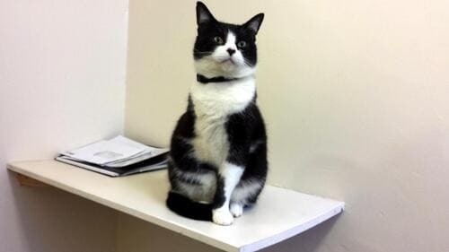 企業・自治体・学校向けに、デジタルデザインやWEB制作、SEO対策、マーケティングなどの専門講師をマッチング。マンツーマン指導にも対応し、Photoshop・Illustrator・WordPress・プログラミングまで幅広くサポート。