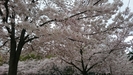 ◆桜の花の儚さに思う◆～経営者の思い～