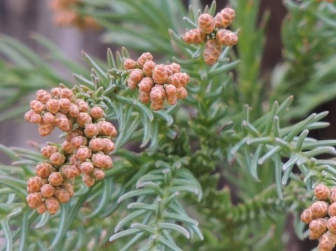 高橋和子花粉症対策