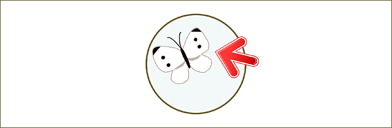 皿モンシロチョウ 皿モンシロチョウ