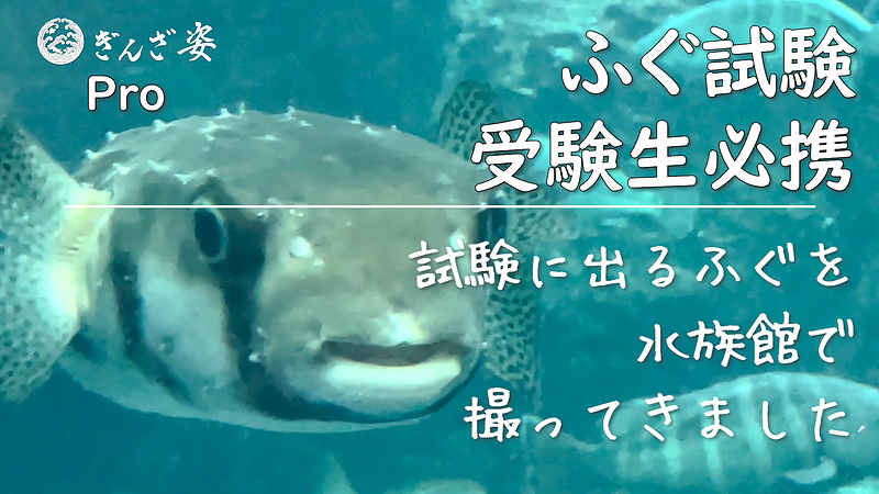ふぐを水族館で撮ってきました ふぐを水族館で撮ってきました