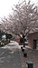 （2021年・教室から散歩）立教大学の桜がステキ！