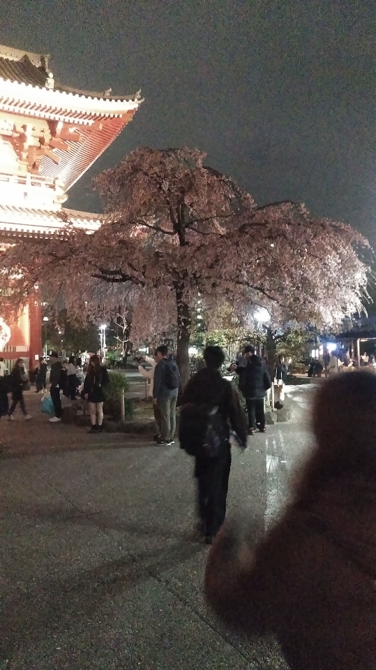 浅草寺(2026年3月29日) 浅草寺(2026年3月29日)