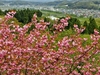 新島八重　新島襄の妻は会津藩出身　　来年の大河　「八重の桜」に期待　