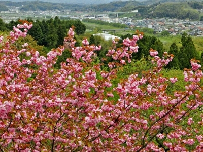 会津若松　新島八重　八重桜　八重の桜　新島襄　平成25年大河