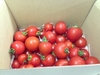 オフィスでトマト　従業員のおやつタイムにスイーツのようなトマト