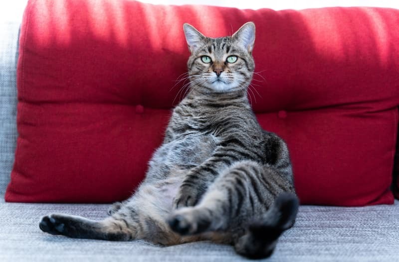 寛ぐふくよかな猫 寛ぐふくよかな猫