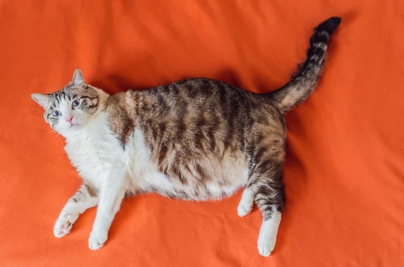 横たわるふくよかな猫 横たわるふくよかな猫