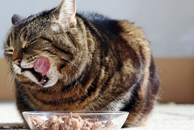 舌なめずりする猫とごはん