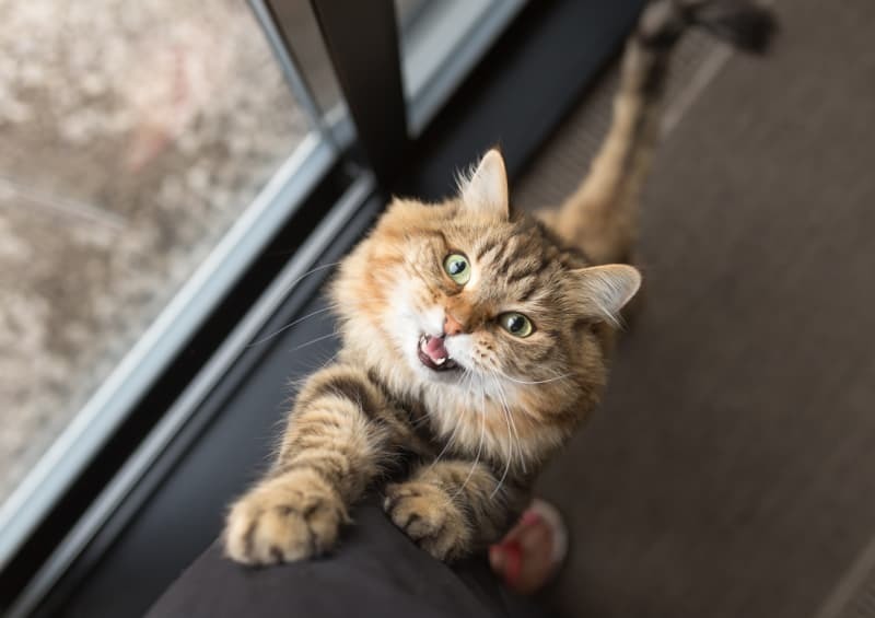 ねだる猫 ねだる猫