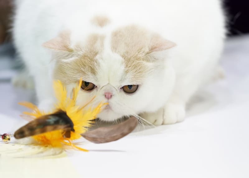 猫とおもちゃ 猫とおもちゃ