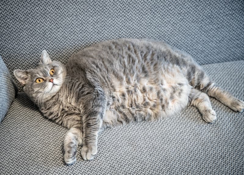 横たわるふくよかな猫 横たわるふくよかな猫